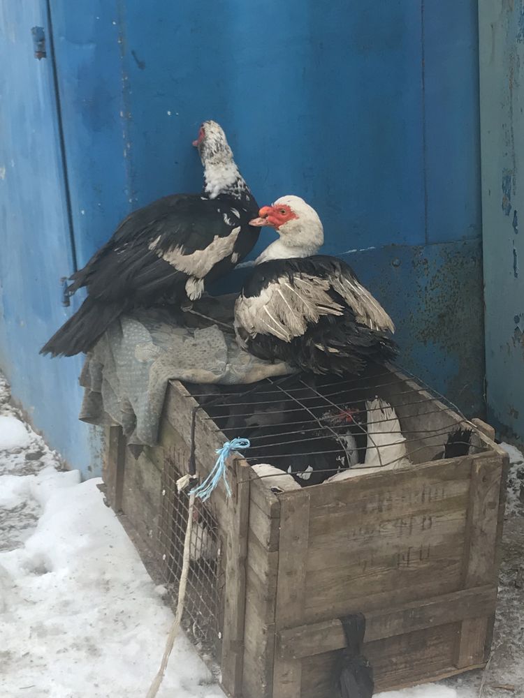 Качки шипуни