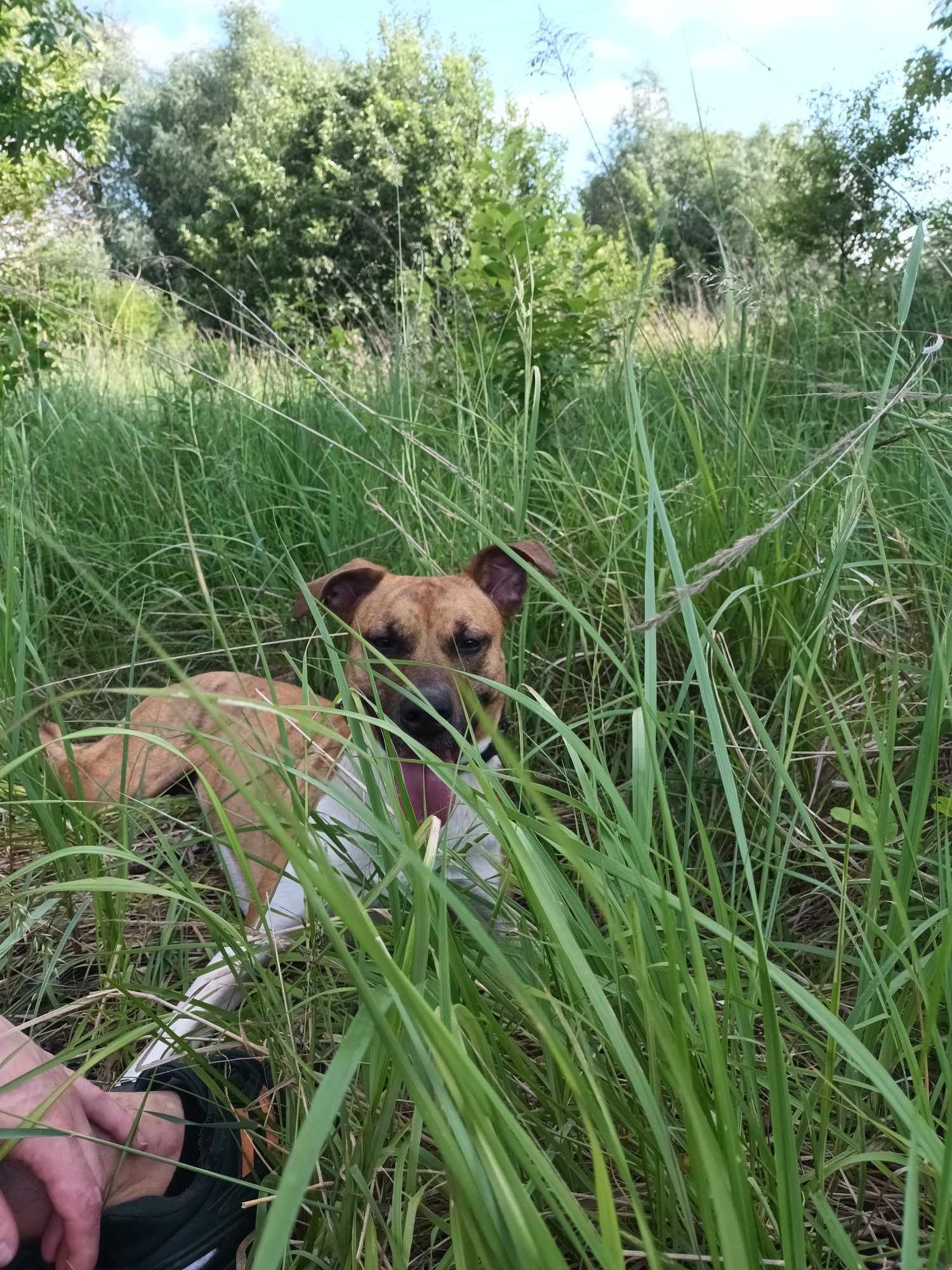 Oddam suczke pitbulla za darmo