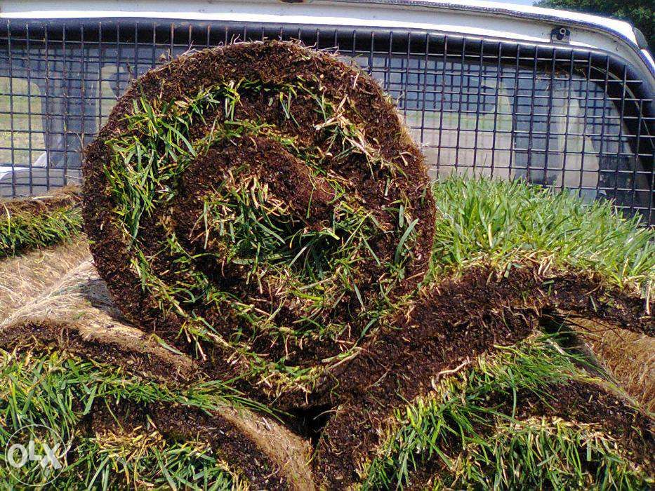 TRAWA w rolce rolowana dywan z rolki Pomorskie KARTUZY-GDANSK