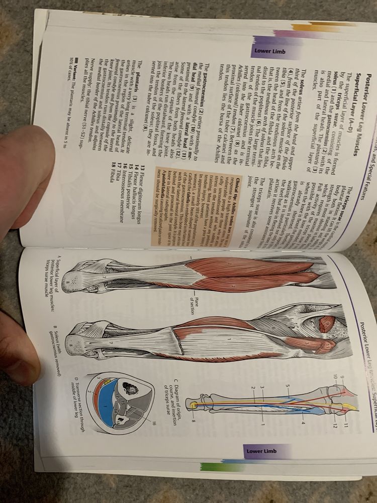 Color atlas of Human antomy - Locomotor System gilroy thieme