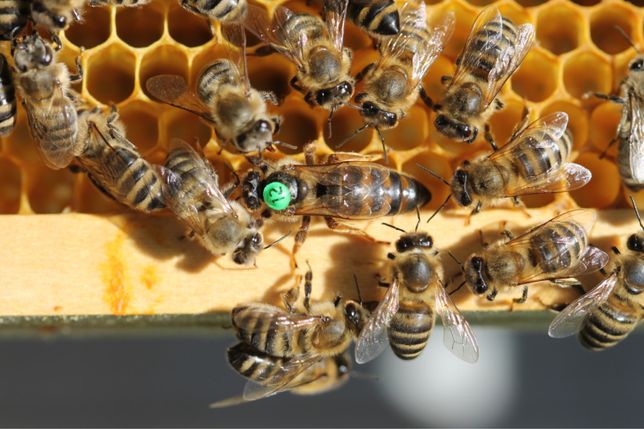 Бджоломатки Карника (Краінка)Пернер C 17 >F1. Пчеломатки