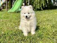 JUŻ DO ODBIORU! Suczka Samoyed