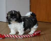 shih tzu chłopak tricolor