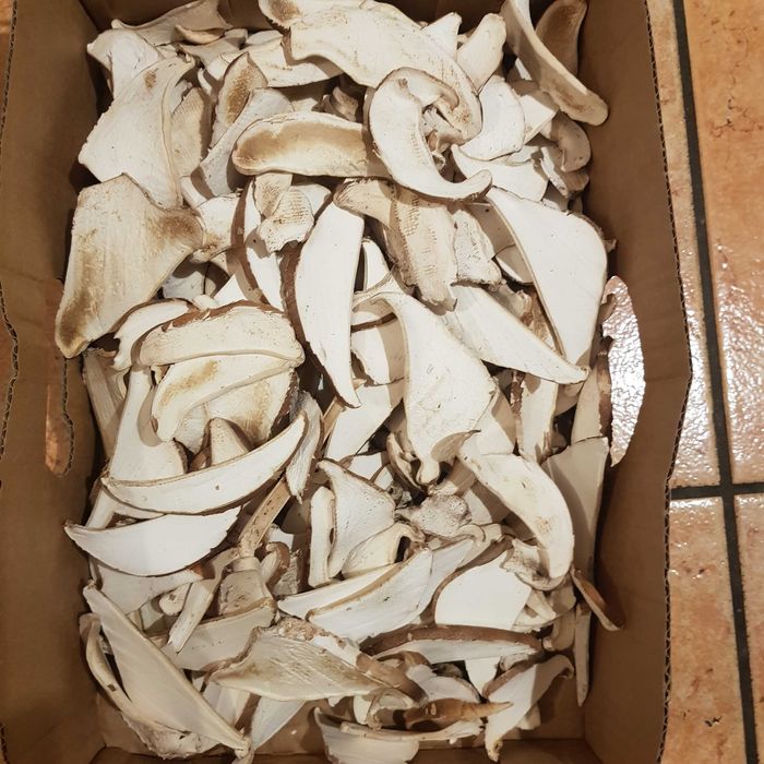 Białoporek brzozowy susz 100 gram. Produkt naturalny. Odporność.