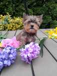 Yorkshire Terrier piesek  miniaturka xs rodowód