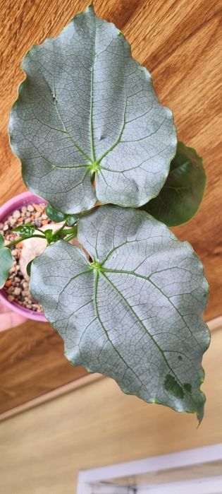 Продам каудексное растение Адения(Adenia epigea)