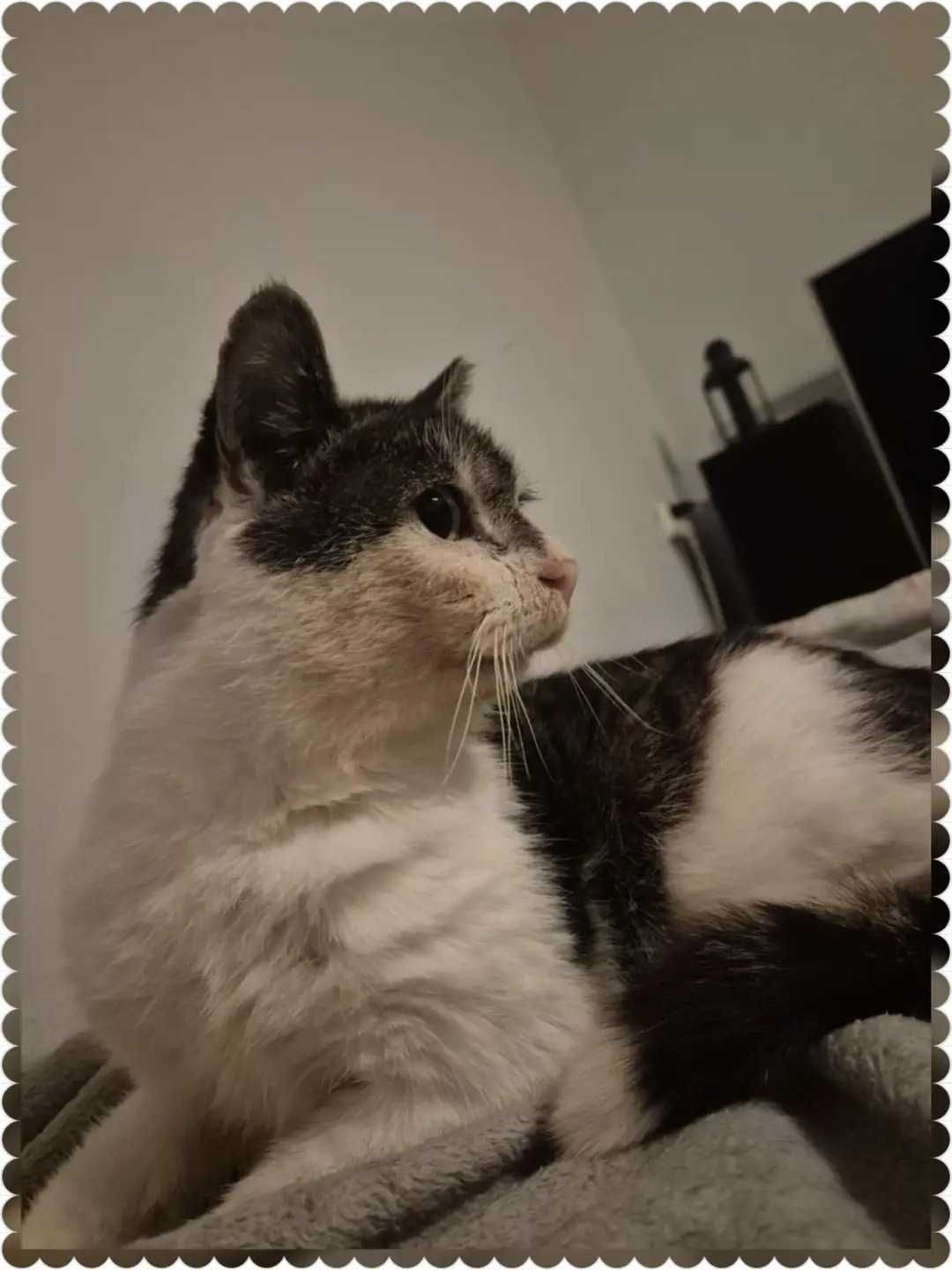 Wykastrowany, spokojny kotek do adopcji