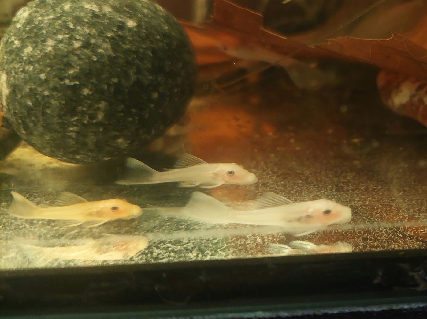 Zbrojnik ancistrus L144 snow white