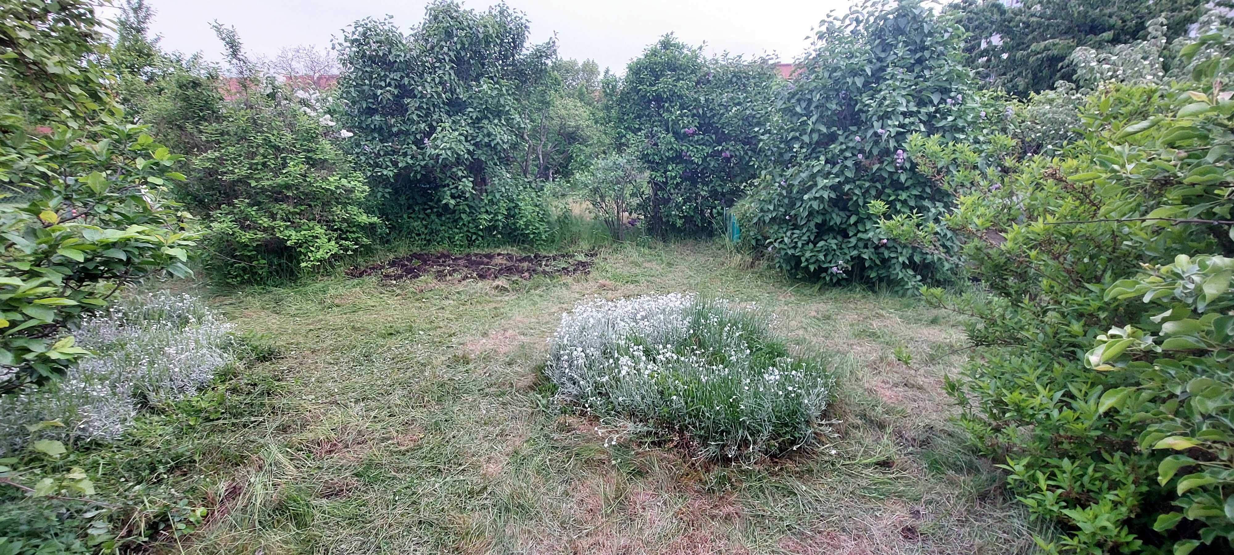 Ogródek działkowy ROD "Lepsze Jutro" ul.Daszyńskiego/Jaracza