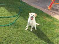 Simba Labrador beje com 6 anos