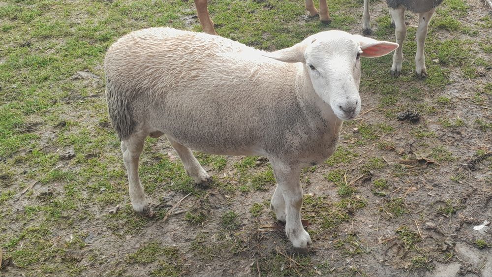 Owce nolana, jagnięta, tryczek nolan.