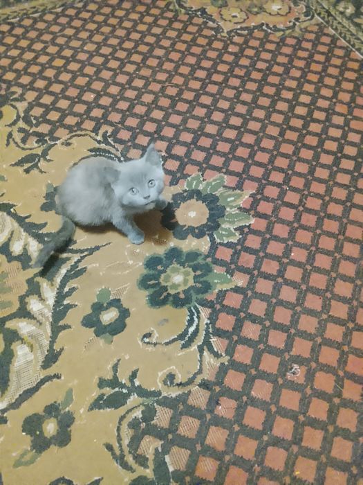 Продаю котят брітанец і шотланц