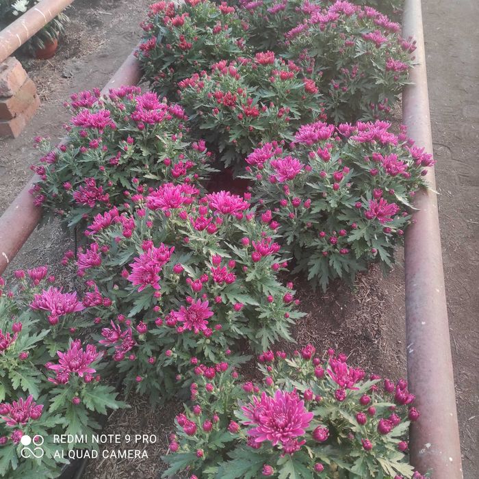 Chryzantemy drobnokwiatowe ,średniokwiatowe, wielkokwiatowe