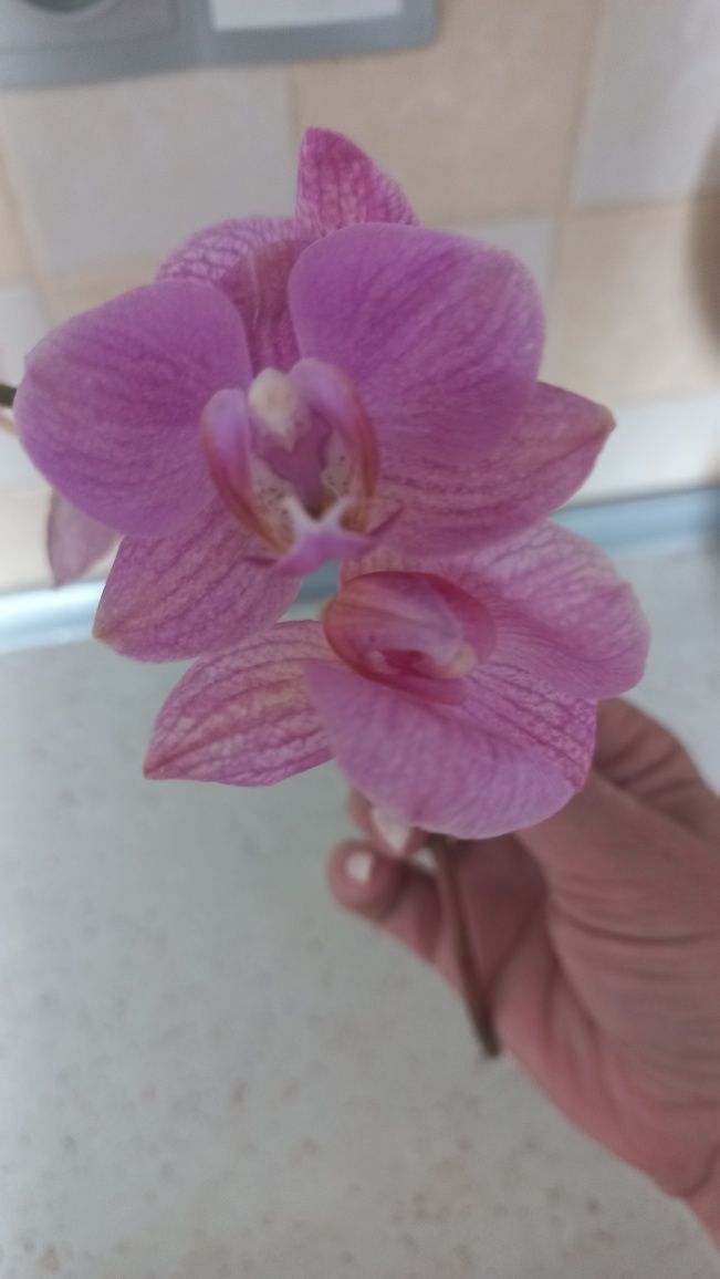 Продам орхидею!!