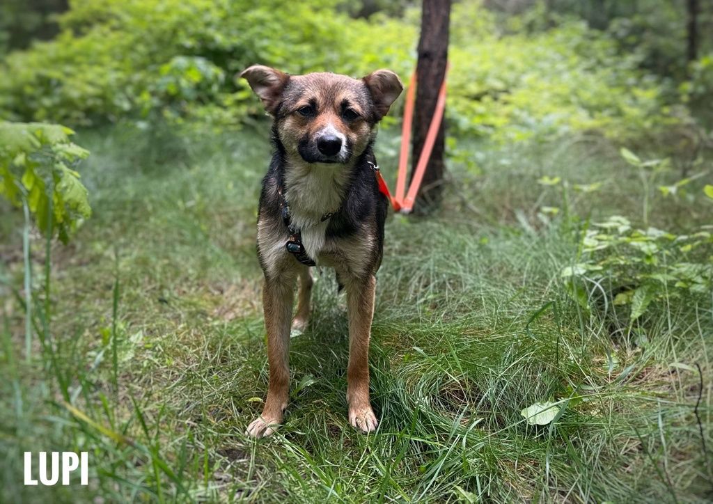 1 rok, 10 kg, pinczerek mix, adopcja za darmo oddam