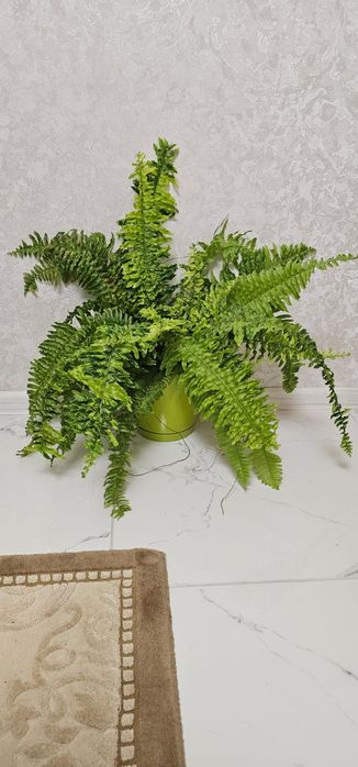 Продам рідкісний сортовий варієгатний  папоротник Tiger