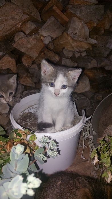 Віддамо кошенят у добрі руки