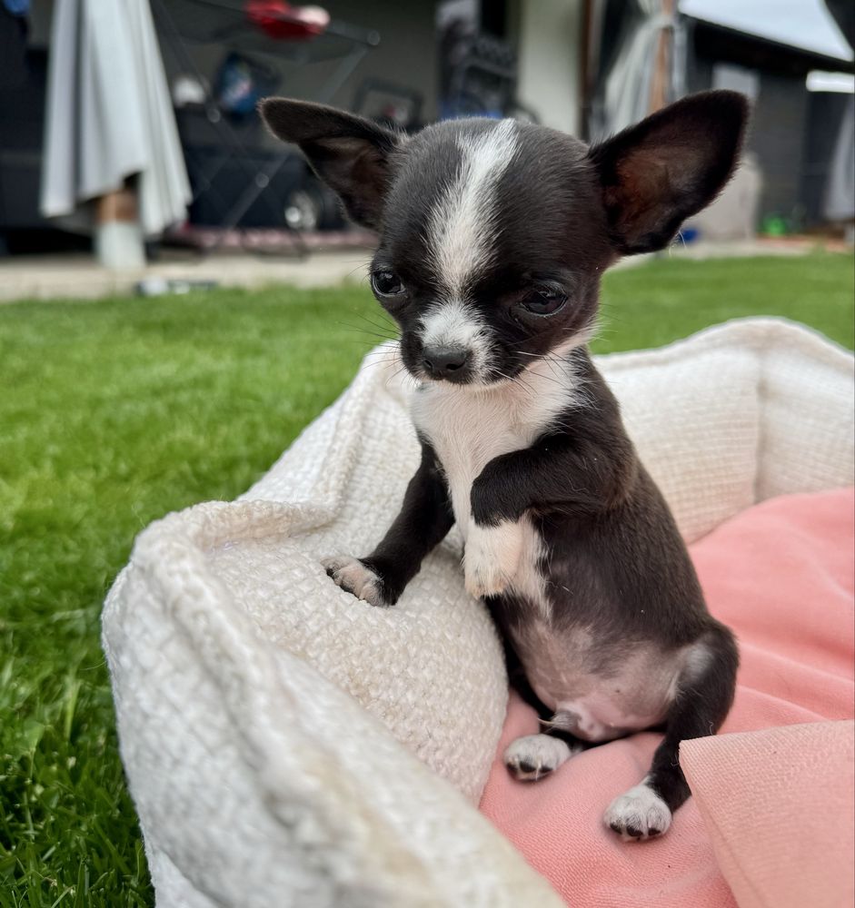 Chihuahua z prawidziwym rodowodem ZkwP FCI