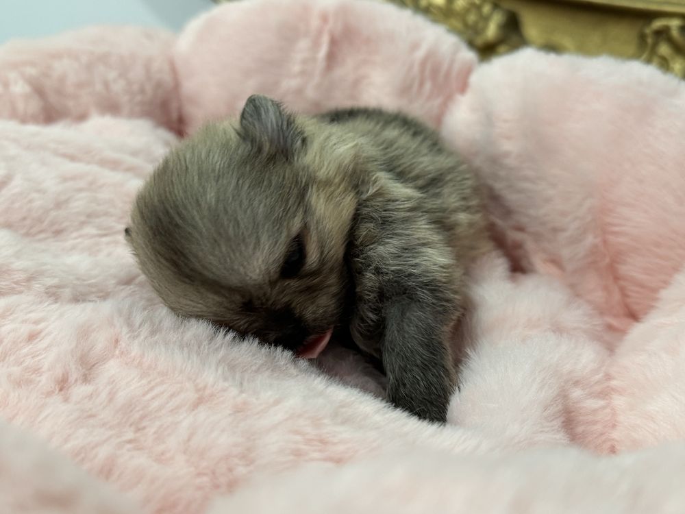 Szpic miniaturowy, pomeranian mini mini OFELIA