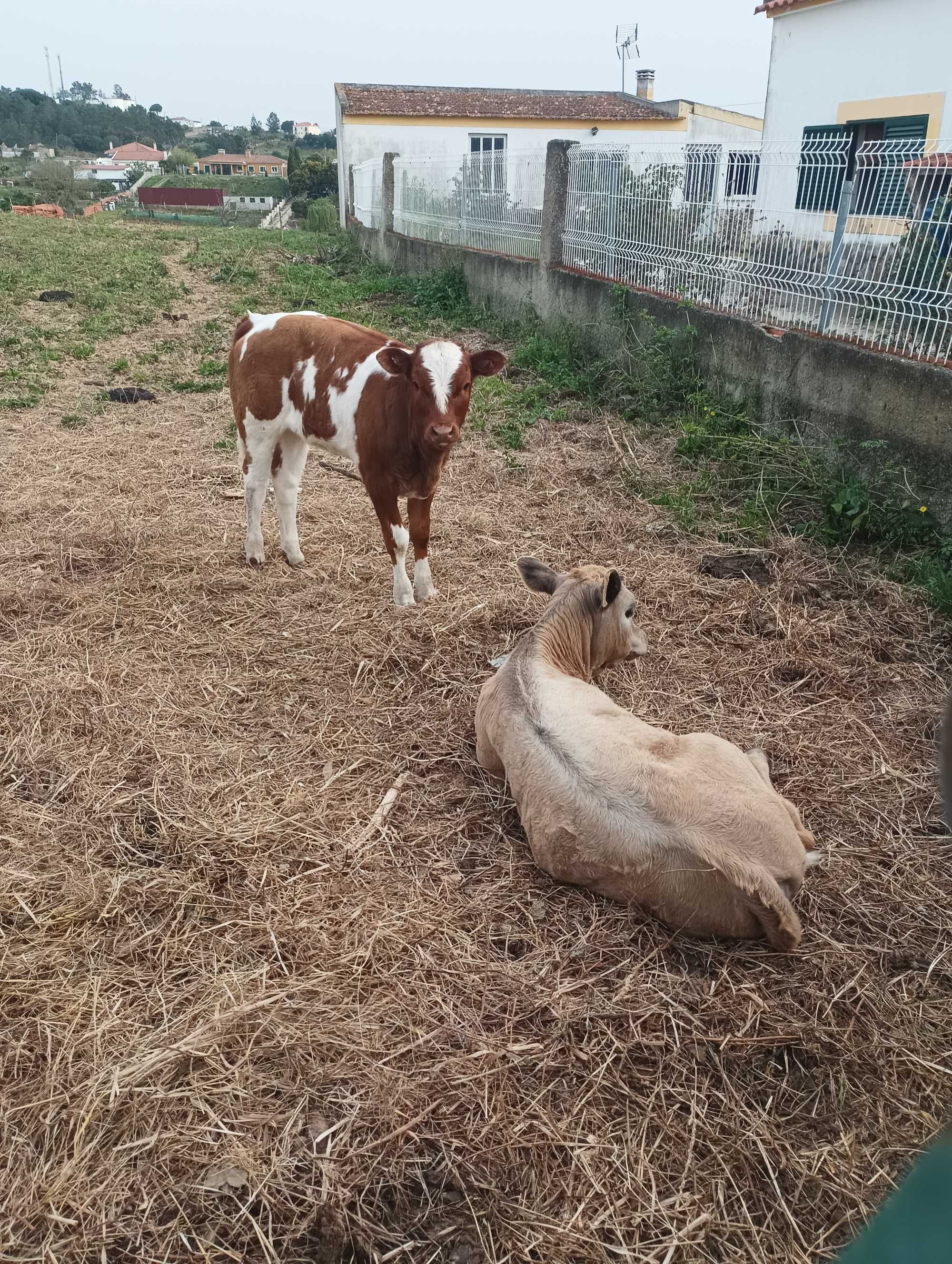 vitelos criados ao ar livre em exploraçao