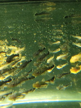 Ryby akwariowe- Glonojad Zbrojnik Niebieski (młode)