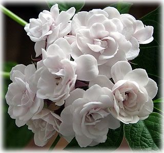 Клеродендрумов укорененные черенки