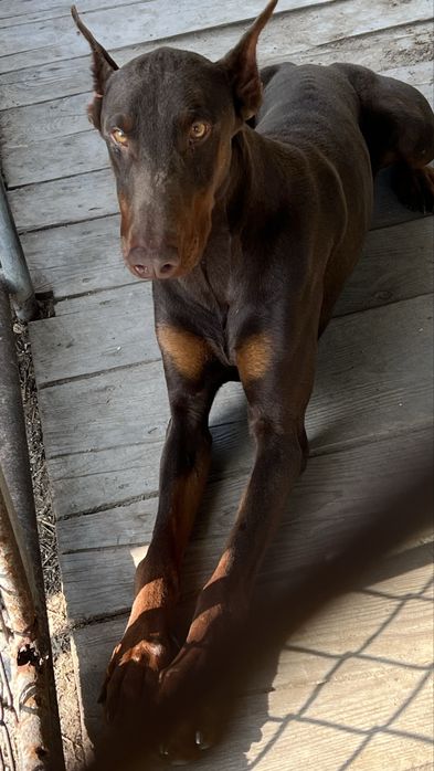 Доберман 2 р в добрі руки