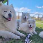 Samoyed gotowy FCI ZKwP