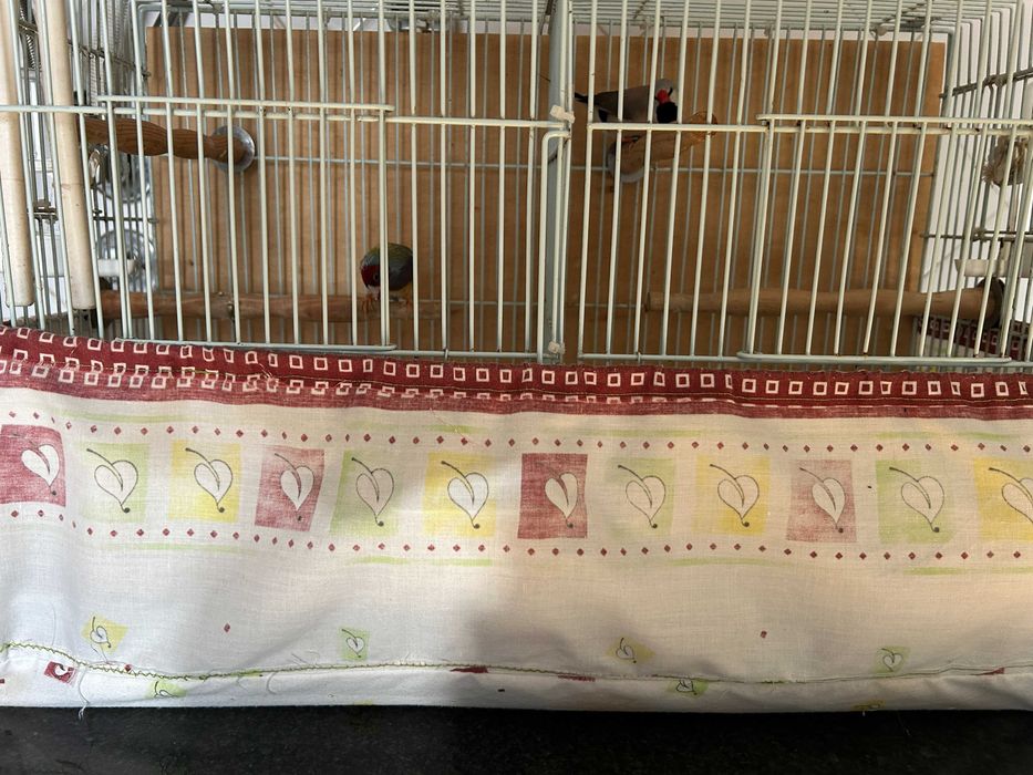 Pássaro Diamante e Babete