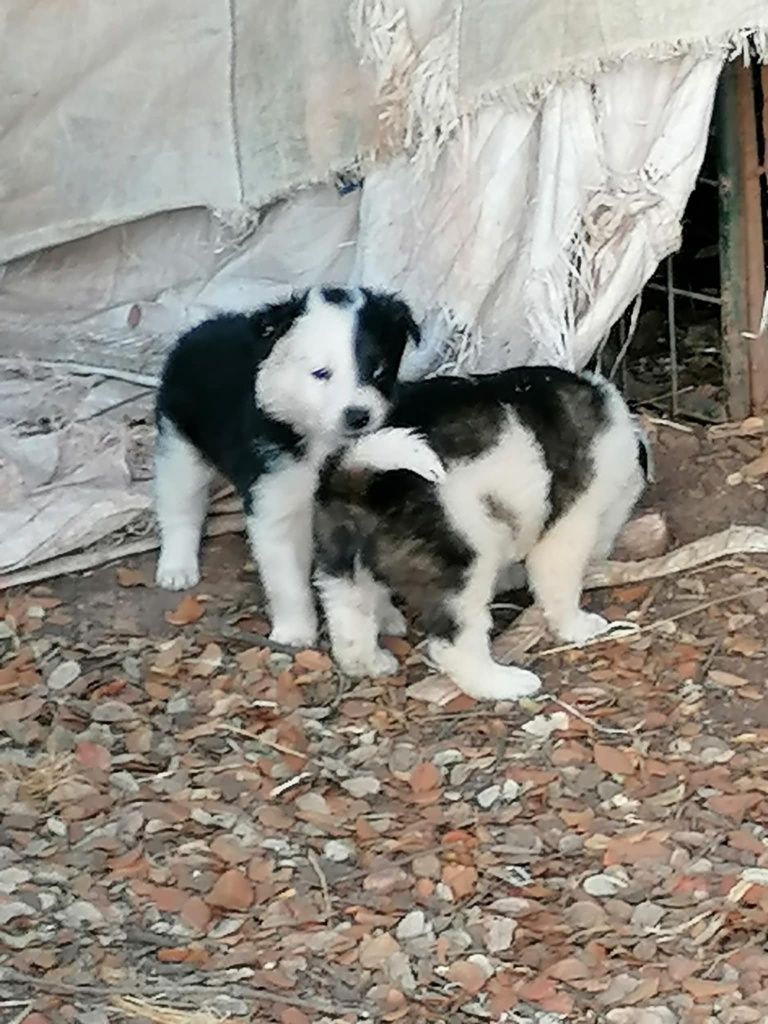 Collies um macho e uma fêmea