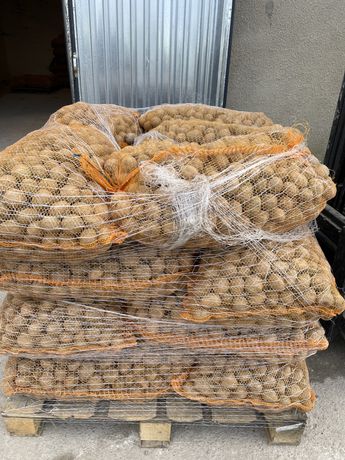 Ziemniaki o wielkości sadzeniaka, transport w cenie.