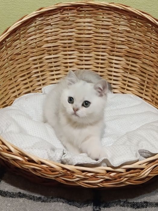 Плюшеве ведмежатко