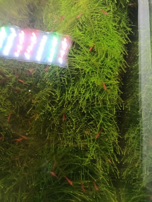 Krewetki Red po sakurach