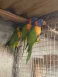 Loris Rubritorquis Casal