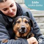 Radosny Eddie szuka domu!
