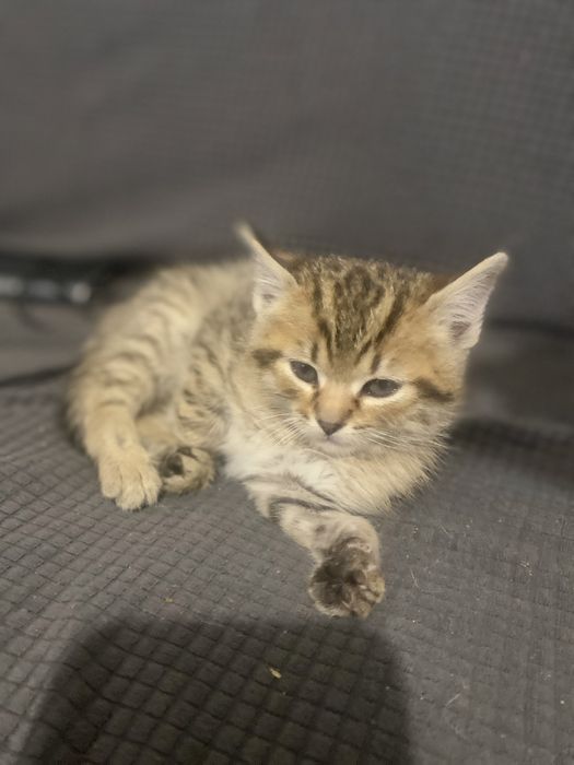 Котик в добрі руки