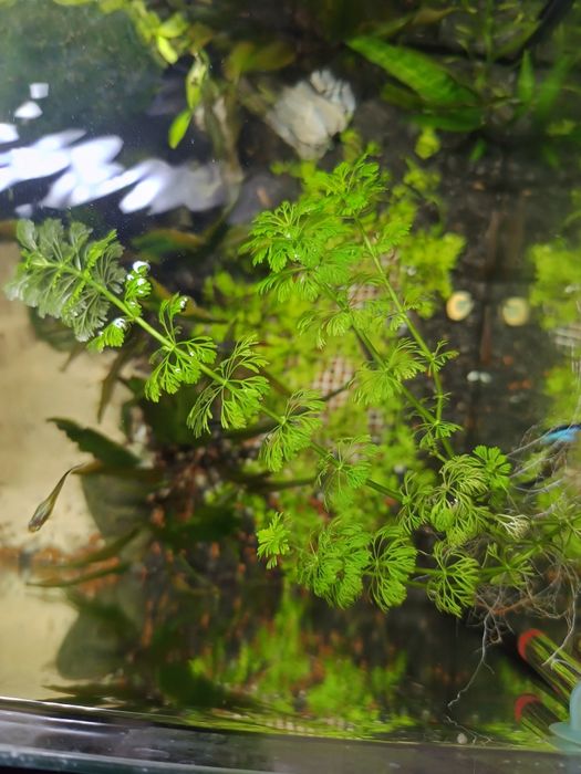 Roślinka akwariowa