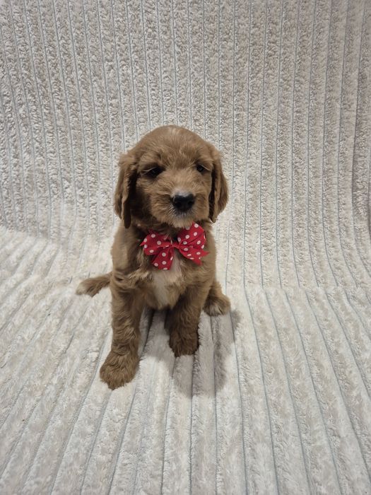 Goldendoodle f1 standard