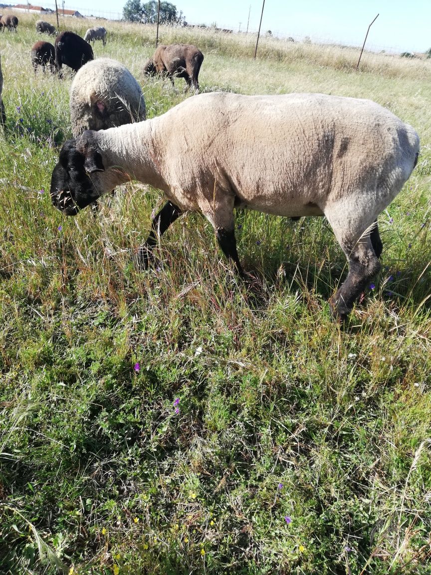 Vendo borrego com 4 meses cruzado  de surf  vasinado e desparitado