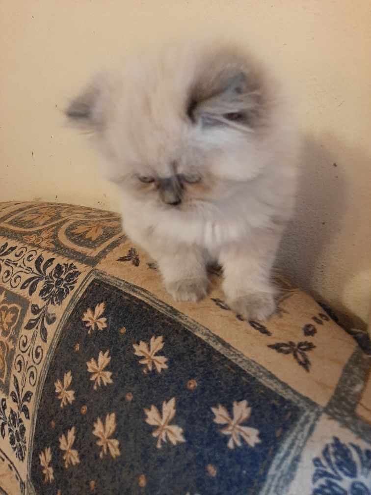 Bolinha de pelo blue point