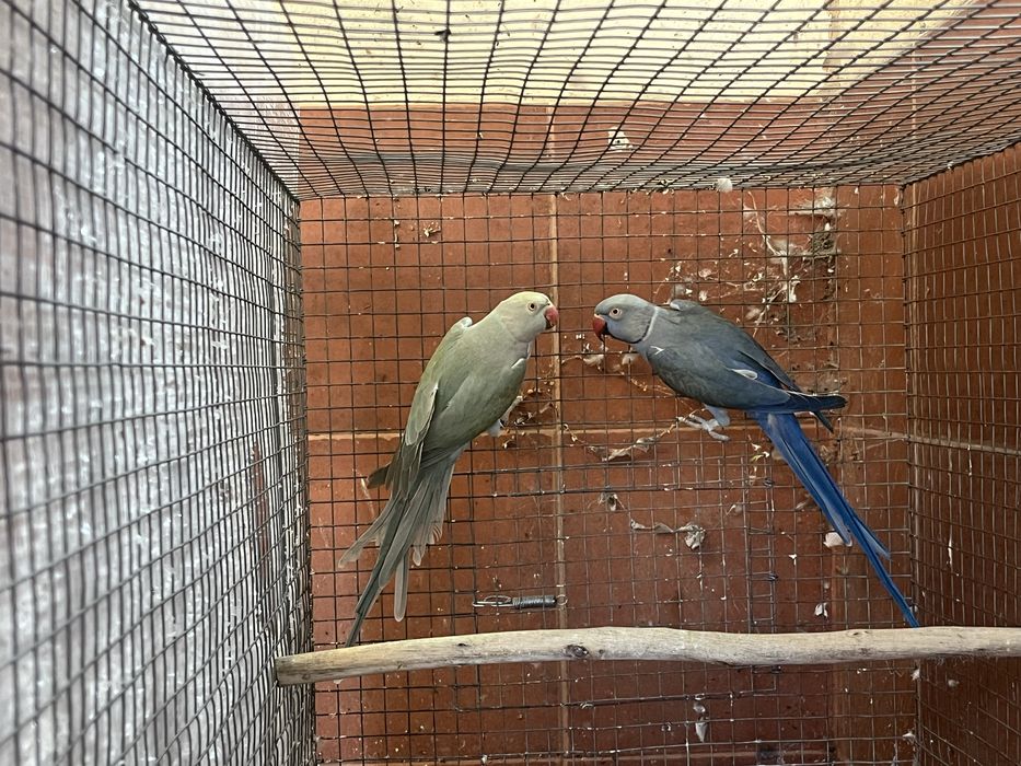 Casal de ring necks prontos a criar