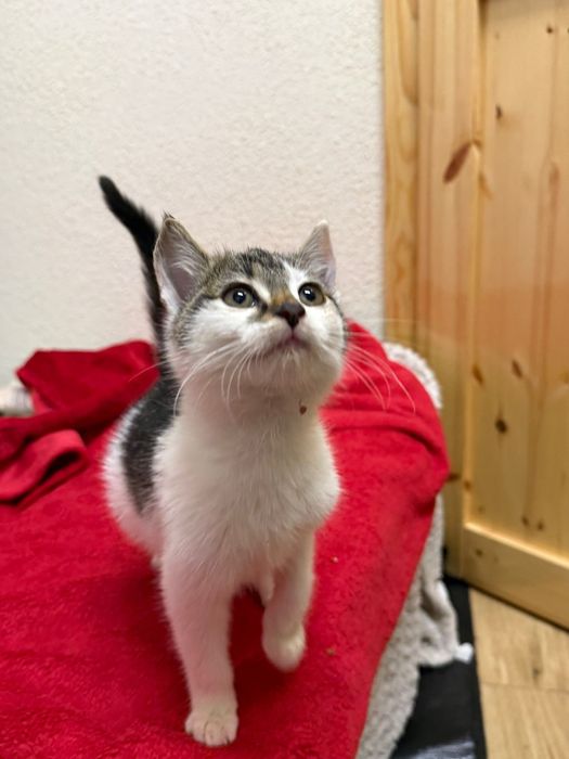 Młoda kotka szuka kochającego domku