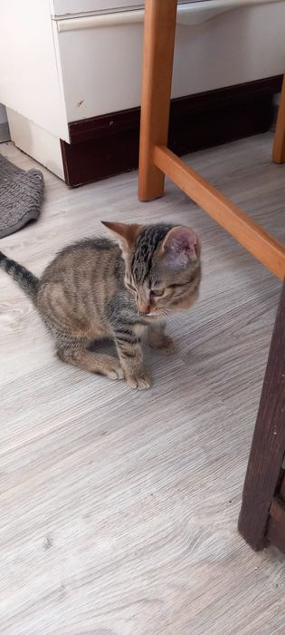 Pchełka,cudna koteczka szuka domku