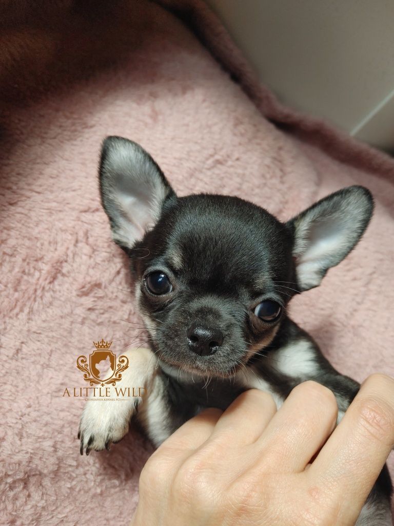 Chłopiec krótkowłosy chihuahua ZKwP *rezerwacja*