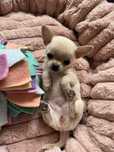 Zarezerwowana Maleńka kremowa suczka chihuahua