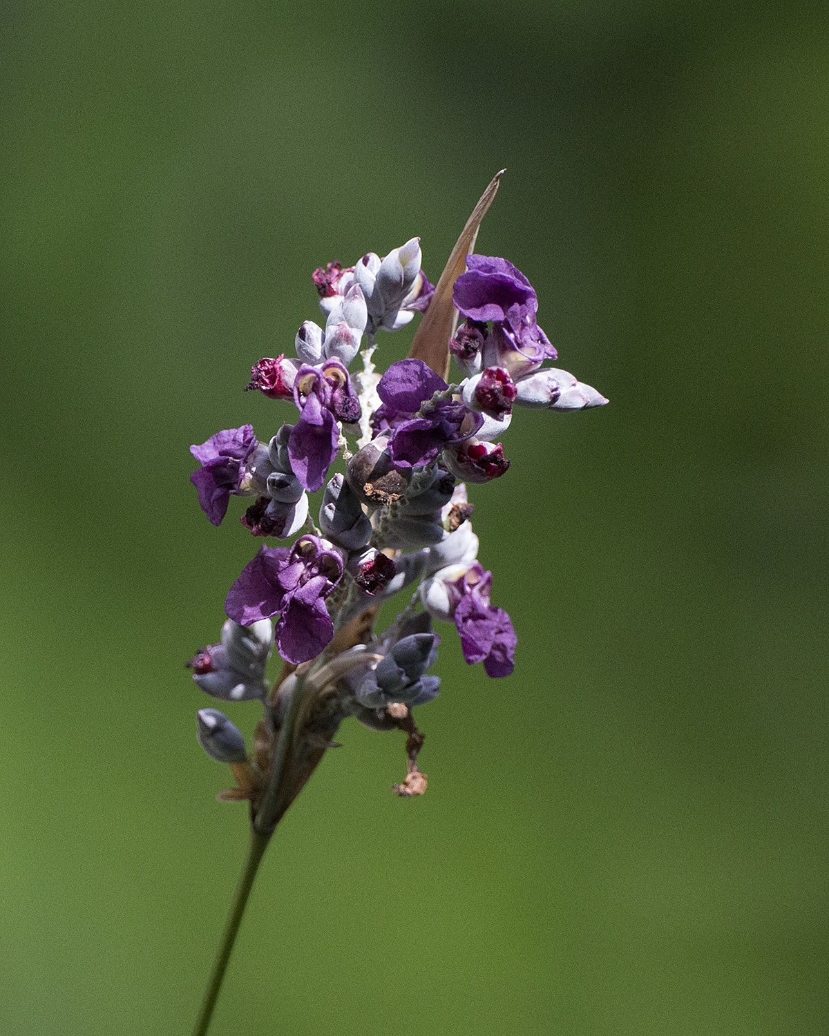 Koi lagos - Thalia Dealbata