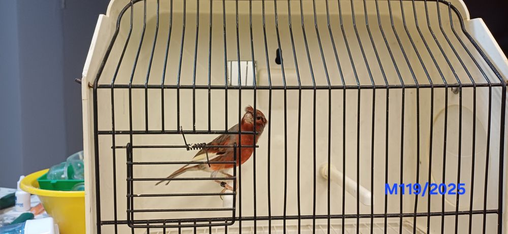 Canários Arlequins Machos