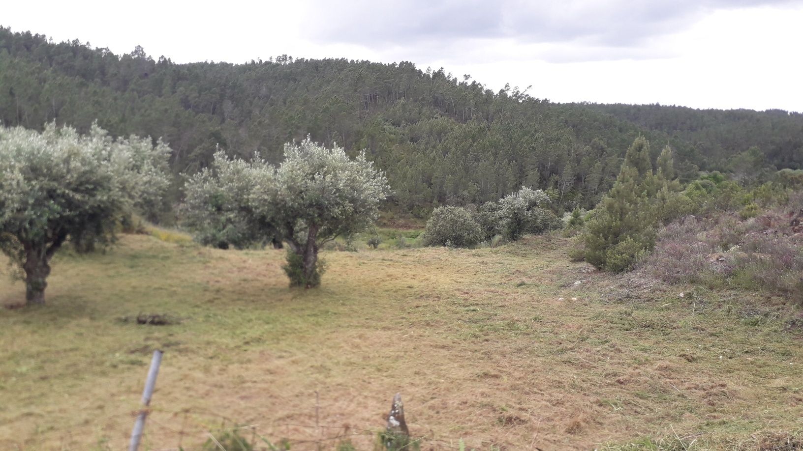 Limpeza de terrenos