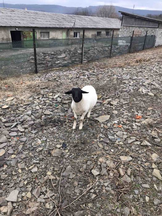 Продаються 100% баранчики породи дорпер