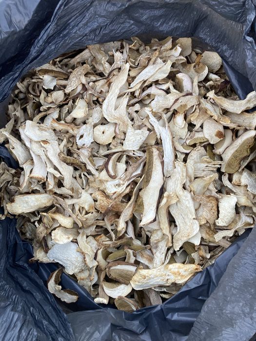 Карпацькі грибочки цьогорічні